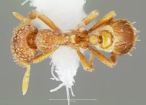 Strumigenys fautrix specimen