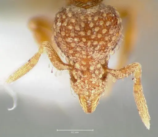 Strumigenys fautrix specimen