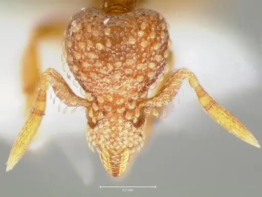 Strumigenys fautrix - CASENT0005991