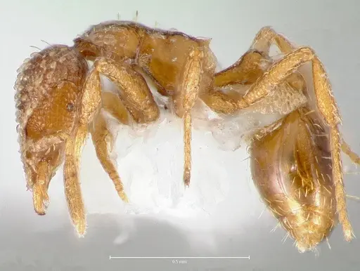 Strumigenys fautrix - CASENT0005991