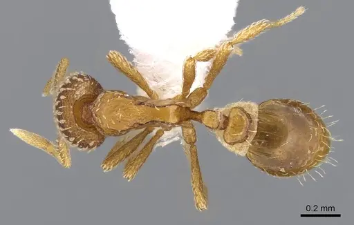 Strumigenys fautrix - CASENT0006009