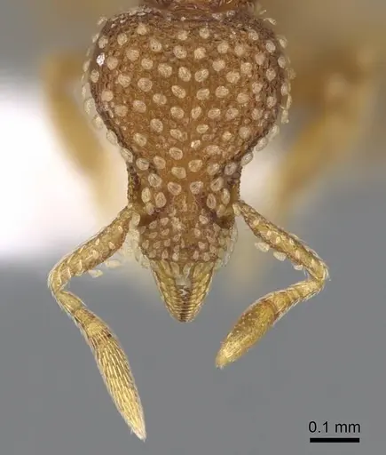 Strumigenys fautrix - CASENT0006009