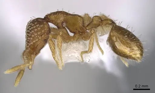 Strumigenys fautrix - CASENT0006009