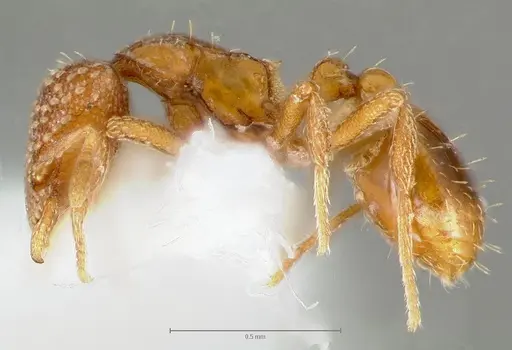 Strumigenys fautrix - CASENT0006028