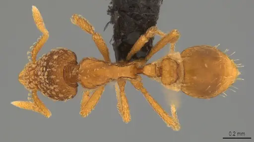 Strumigenys fautrix - CASENT0017434