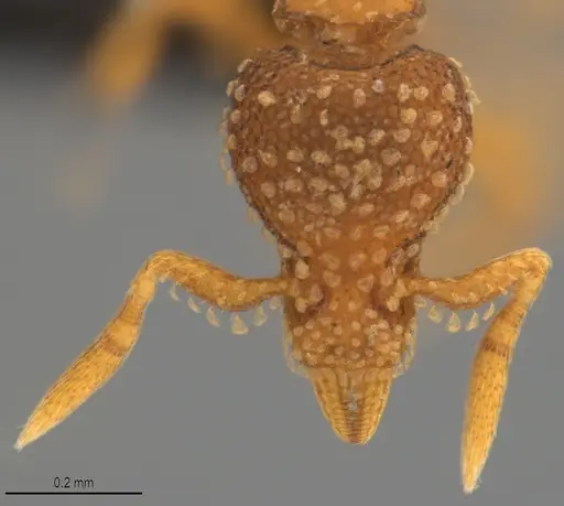 Strumigenys fautrix - CASENT0017434