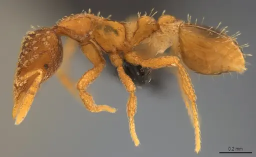 Strumigenys fautrix - CASENT0017434