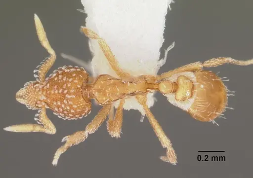 Strumigenys fautrix - CASENT0102258