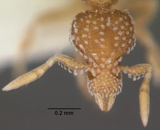 Strumigenys fautrix - CASENT0102258