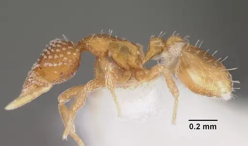 Strumigenys fautrix - CASENT0102258