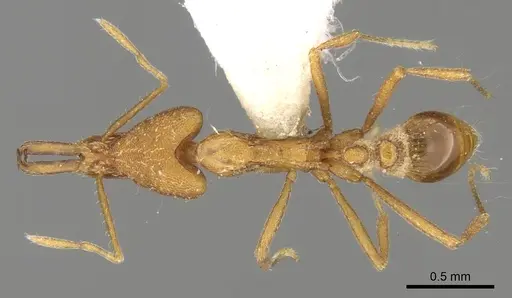 Strumigenys feae specimen