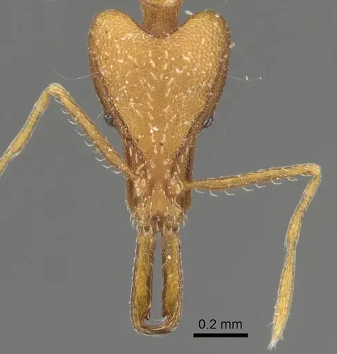 Strumigenys feae specimen