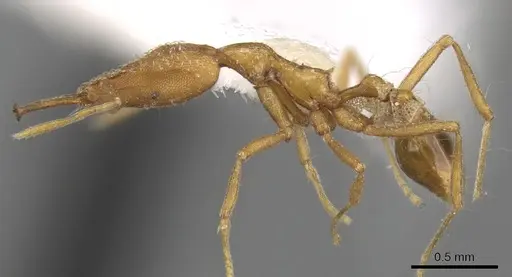 Strumigenys feae specimen