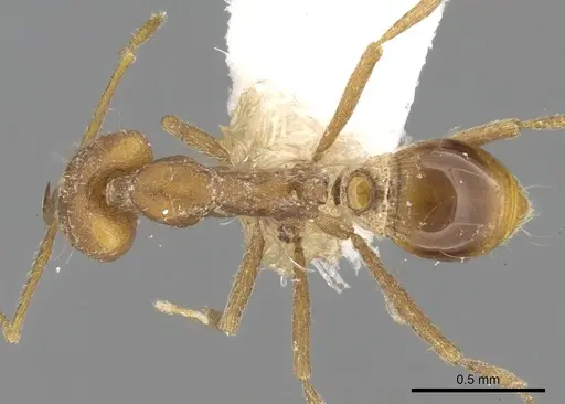 Strumigenys feae - CASENT0280748