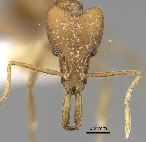 Strumigenys feae - CASENT0280748