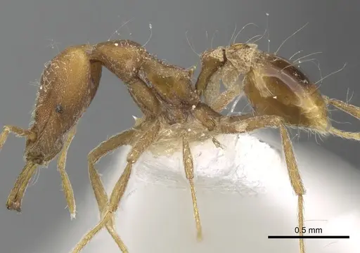 Strumigenys feae - CASENT0280748