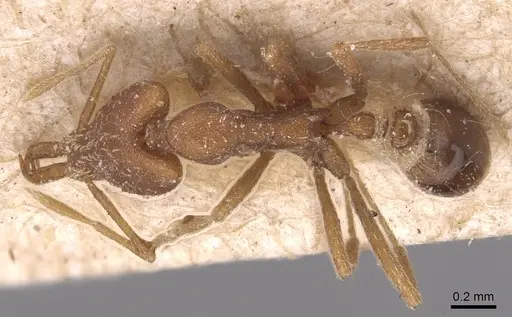 Strumigenys feae - CASENT0904951