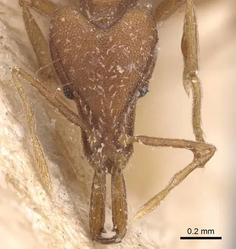 Strumigenys feae - CASENT0904951