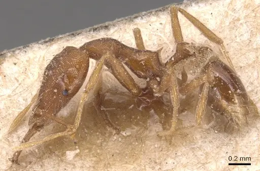 Strumigenys feae - CASENT0904951