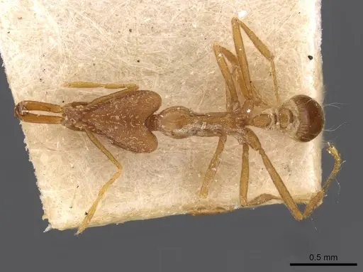 Strumigenys feae - CASENT0909309