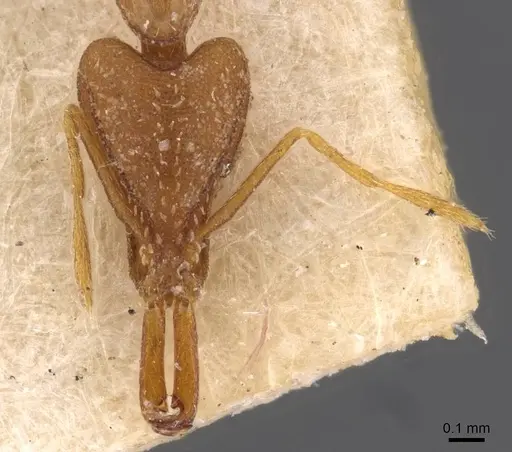 Strumigenys feae - CASENT0909309