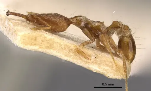 Strumigenys feae - CASENT0909309