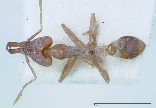 Strumigenys feae - FOCOL0188