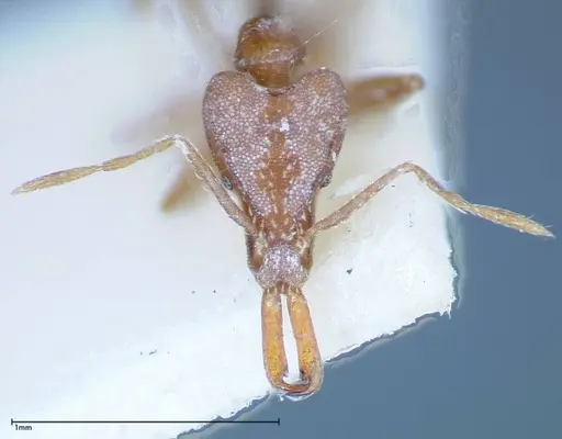 Strumigenys feae - FOCOL0188