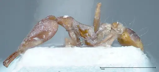 Strumigenys feae - FOCOL0188