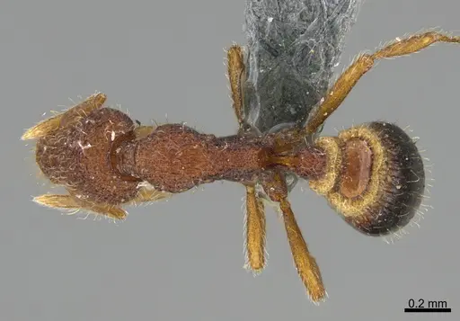 Strumigenys fenkara specimen