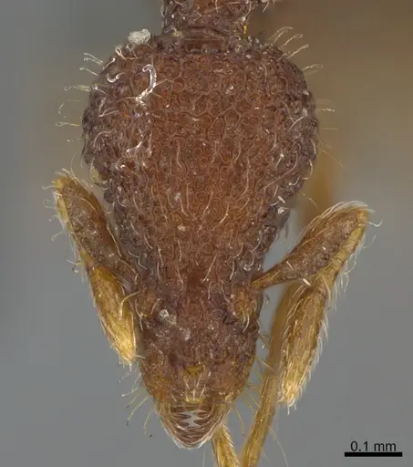 Strumigenys fenkara specimen