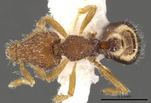 Strumigenys fenkara - CASENT0900089