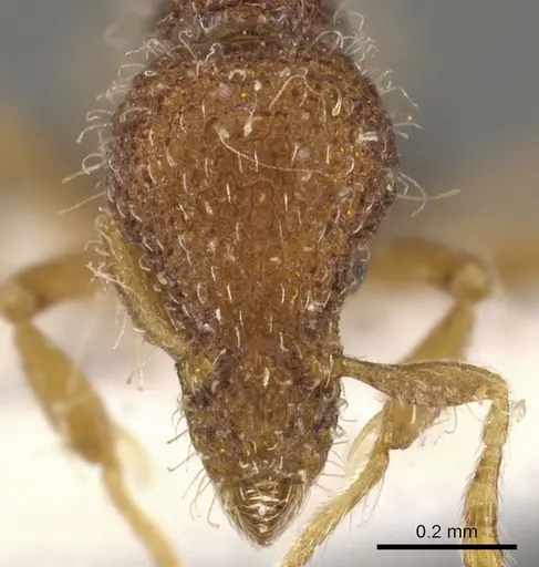 Strumigenys fenkara - CASENT0900089