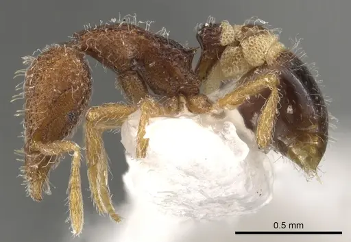 Strumigenys fenkara - CASENT0900089