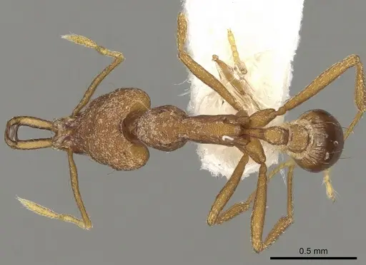 Strumigenys ferocior specimen