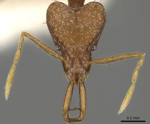 Strumigenys ferocior specimen