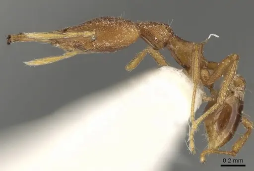 Strumigenys ferocior specimen