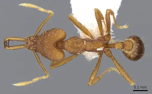 Strumigenys ferocior - CASENT0914792