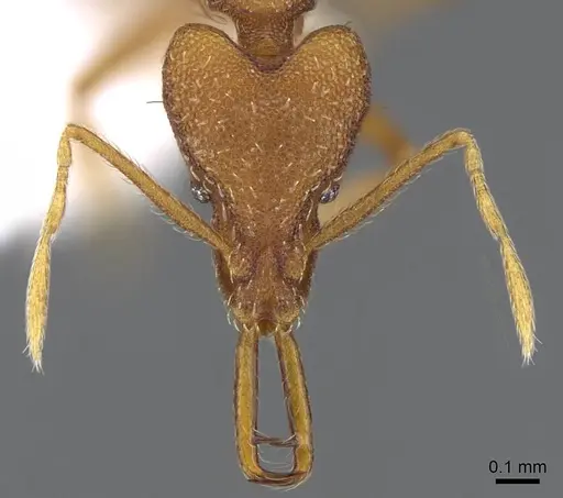 Strumigenys ferocior - CASENT0914792