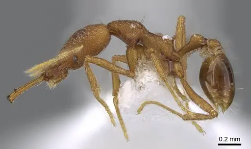 Strumigenys ferocior - CASENT0914792