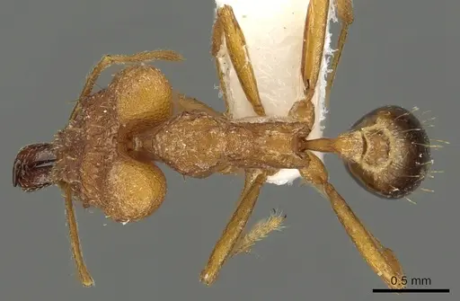 Strumigenys festigona specimen