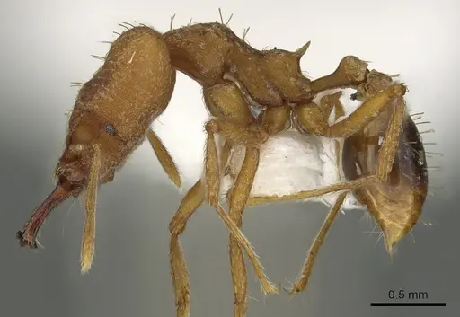 Strumigenys festigona specimen