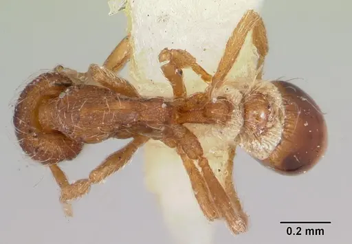 Strumigenys filirrhina specimen