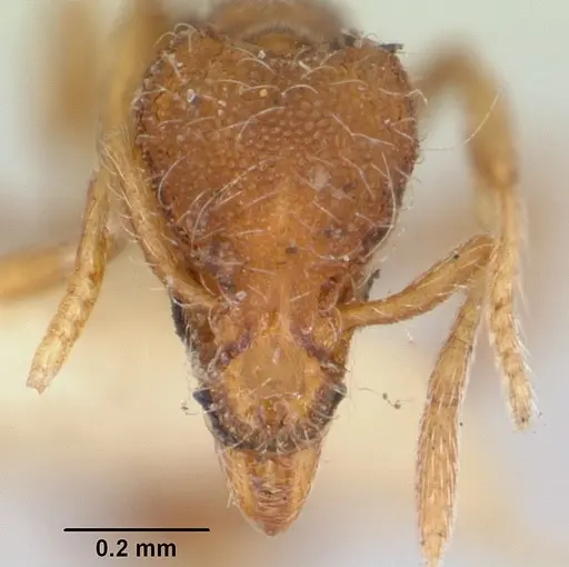 Strumigenys filirrhina specimen