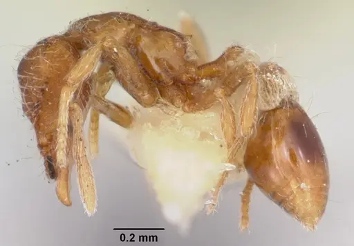 Strumigenys filirrhina specimen