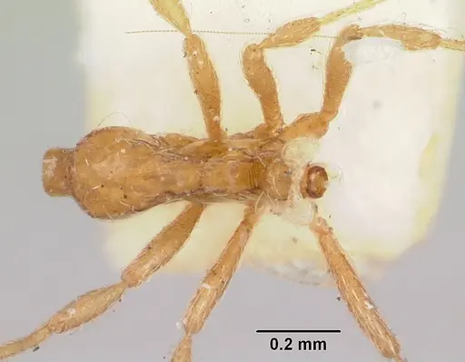 Strumigenys filitalpa specimen