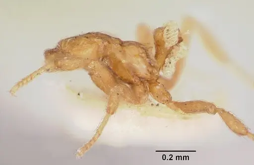 Strumigenys filitalpa specimen