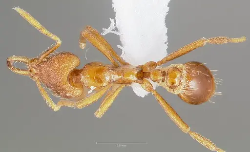 Strumigenys finator specimen