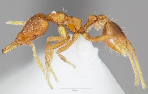 Strumigenys finator specimen