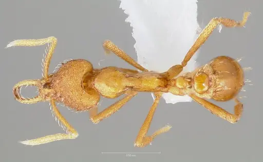 Strumigenys finator - CASENT0005537